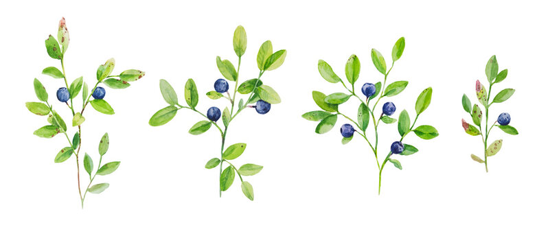 Watercolor illustration of blueberry branches with ripe berries. Set of botanical hand drawn elements.