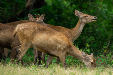 Group of rusa or deers rusa timorensis In the forest of Baluran National Park 