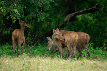 Group of rusa or deers rusa timorensis In the forest of Baluran National Park 