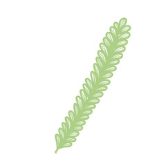 fern leaf isolated on white