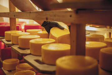 Farmer in gloves turns over cheese heads in the cheese maturation storage. Production of cheeses...