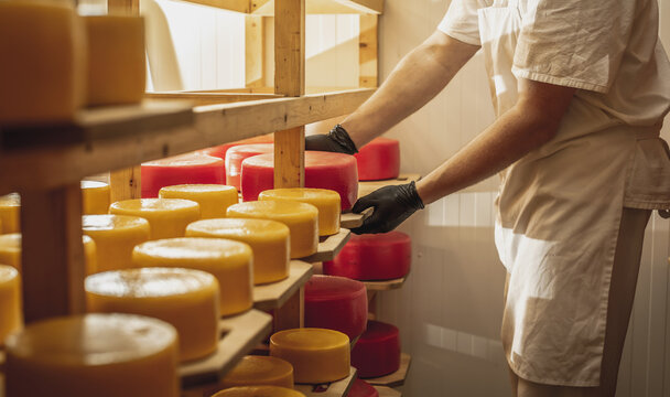 Farmer in gloves turns over cheese heads in the cheese maturation storage. Production of cheeses and dairy products