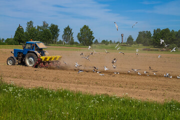 A tractor plows the land, a flock of seagulls flies behind the tractor in search of food on the plowed land