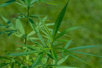 Cannabis plant or Marijuana plant on Green blur background.