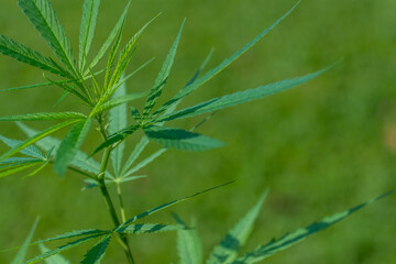 Cannabis plant or Marijuana plant on Green blur background.