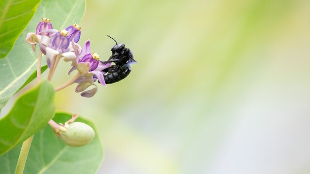 A tropical carpenter bee (Xylocopa Latipes) sipping nectar from the crown flower bunch. Carpenter bee isolated against a soft natural bokeh background.