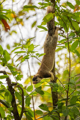 Grizzled giant squirrel (Ratufa macroura) hanging down from a branch and searching for food in the forest.