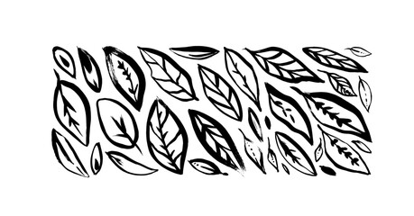 Set of different brush drawn leaves. Hand drawn decorative plant elements. Black vector cliparts. Monochrome jungle exotic leaves with decorative veins. Doodle or sketch style. Spring, autumn foliage.