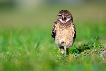 I'm so tired.  A sleepy burrowing owl owlet.