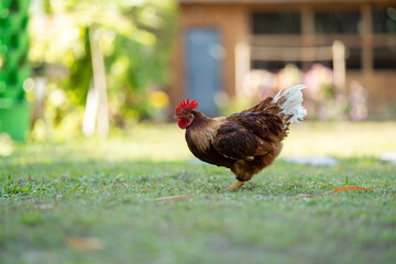 A brown Rhode Island Red half Australian chicken stands in a field of grass in front of a wooden house in the shadow of a tree.