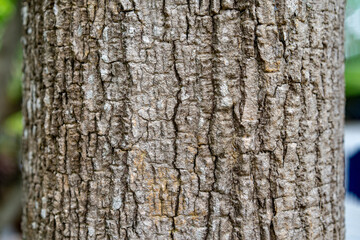 close up to the Bark of the tree