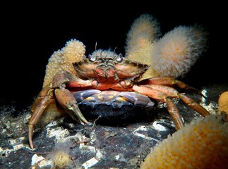 Mating crabs from Oslo fjord, Norway