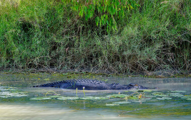 one crocodile in water and bush background