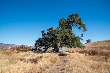 beautiful tall oak tree, a summer landscape in sunny warm weather