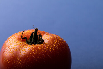 Close-up of fresh red tomato with water drops over blue background with copy space