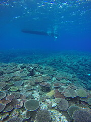 Dive with Manta ray at Ishigaki island, Japan