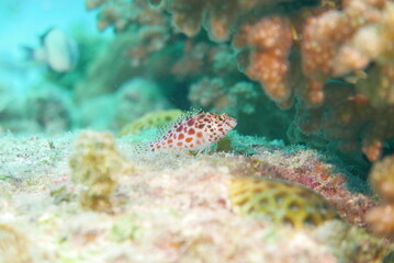 Scuba diving into coral garden at Ishigaki island, Japan