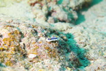 Scuba diving into coral garden at Ishigaki island, Japan