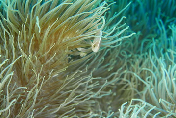 Fototapeta na wymiar Scuba diving into coral garden at Ishigaki island, Japan