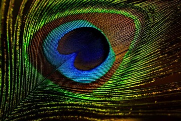 Dark peacock feather closeup. Feather isolated. Krishna Janmashtami background.