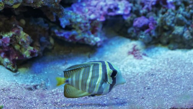 Sailfin Tang(Zebrasoma velifer). sea fish in the aquarium close-up