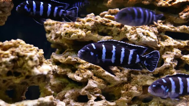 Neolamprologus cylindricus. striped sea fish in the aquarium