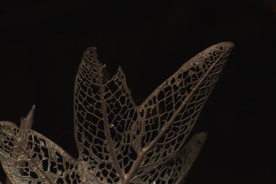 Close up photograph of dry fern on dark background