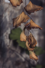 Close up photograph of dry leaves on the branch during the day