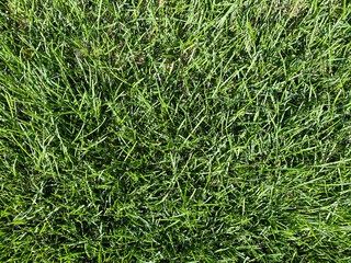 tall lawn backyard grass garden turf sports field grassy yard