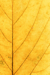 Macro photo of autumn yellow elm leaf with natural texture as natural background. Fall aesthetic...
