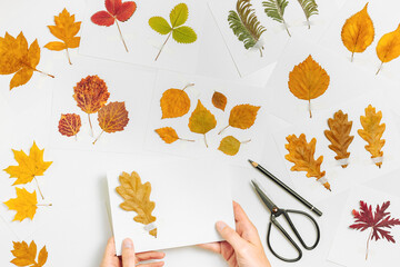 Autumn herbarium flat lay with human hands sticking leaves on paper cards on table. Top view...
