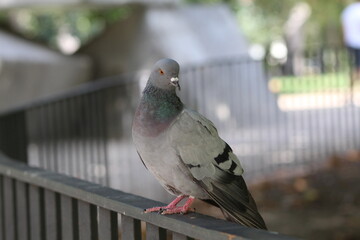 pigeon in the park