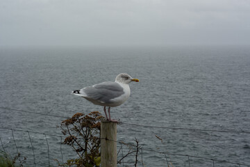 Fototapeta na wymiar seagull on the pier