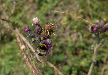 bee on a flower