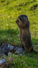 marmot in the grass