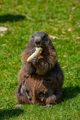 Marmot