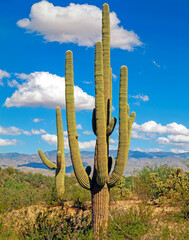 Giant Saguaro, Arizona