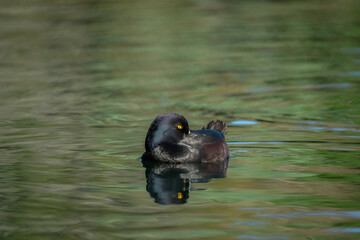 New Zealand Scaup on Lake on a Sunny Spring Morning selective focus with copy space