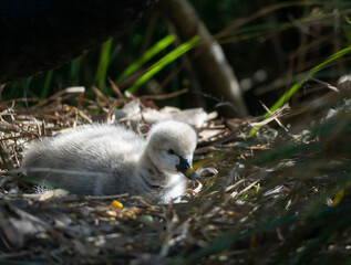Baby Cygnet in a Nest on a Sunny Spring Morning