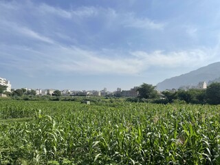 Fototapeta na wymiar Green farms in city of Ibb in Yemen