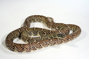 Eastern kingsnake, Florida Kingsnake // Ketten-Königsnatter, Kettennatter, Florida-Kettennatter...