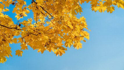 Fototapeta na wymiar Blurred Tree branches with yellow maple leaves against the blue sky.