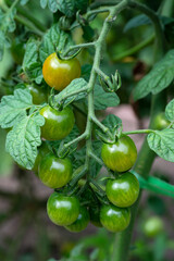 A branch with green, ripening cherry tomatoes. Vegetables grown in our own garden. High quality photo