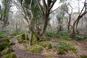 Fototapeta na wymiar mossy rocks and old trees in wild winter forest 