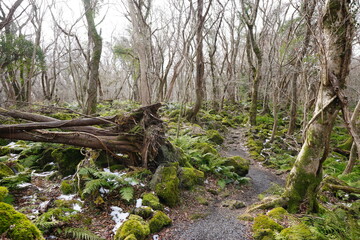 Naklejka premium fallen trees and pathway in winter forest 