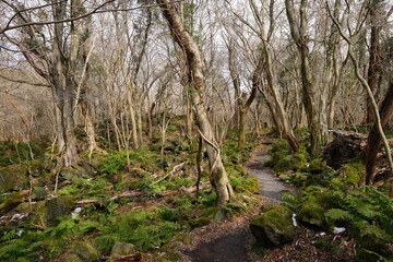 Fototapeta na wymiar lonely path through mossy rocks and bare trees