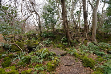 refreshing greeneries in winter forest