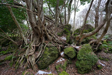 mossy rocks and old trees in wild winter forest
