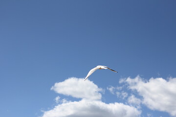 seagull in flight