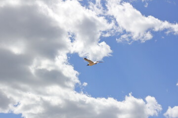 seagull in flight
